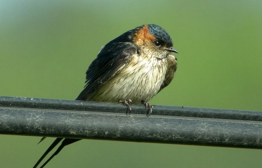 hirundo rustica gutturalis