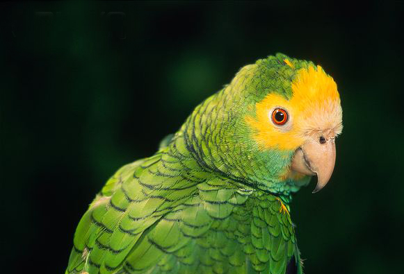  p>黄肩亚马逊鹦鹉是 a target="_blank" href="/item/鹦形目/1745763