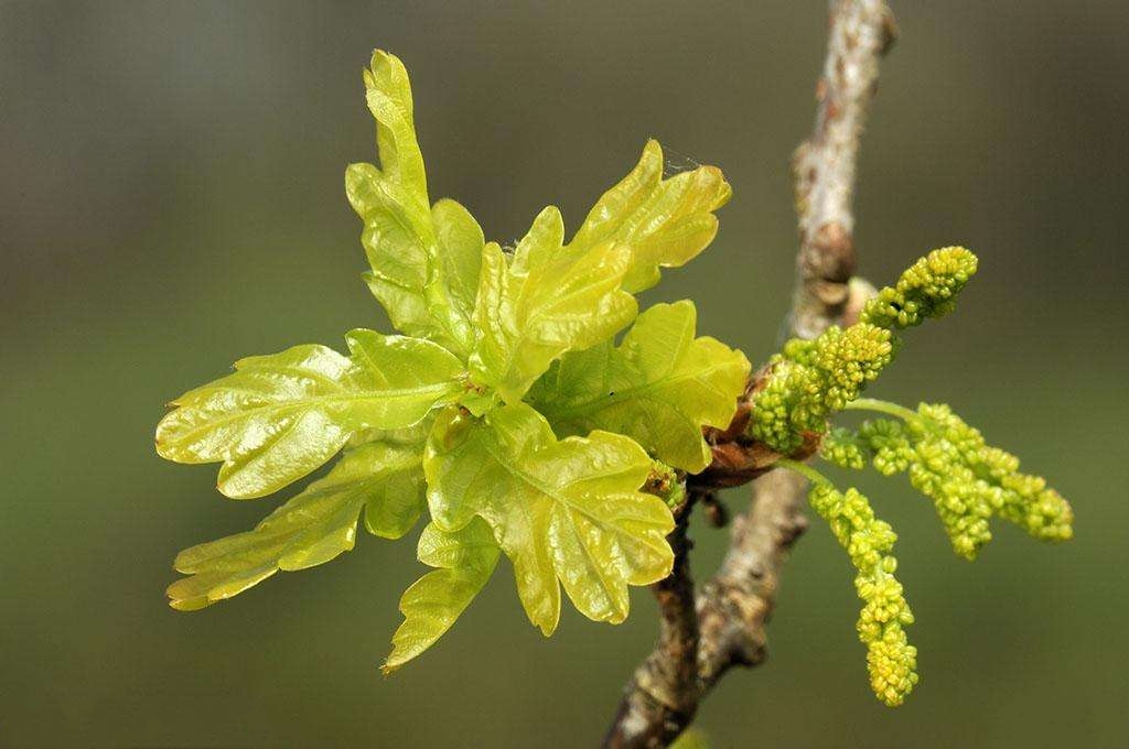  p>夏栎(学名: i>quercus robur /i> l.