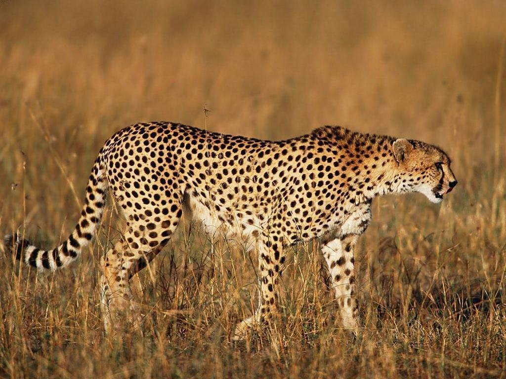 indian cheetah