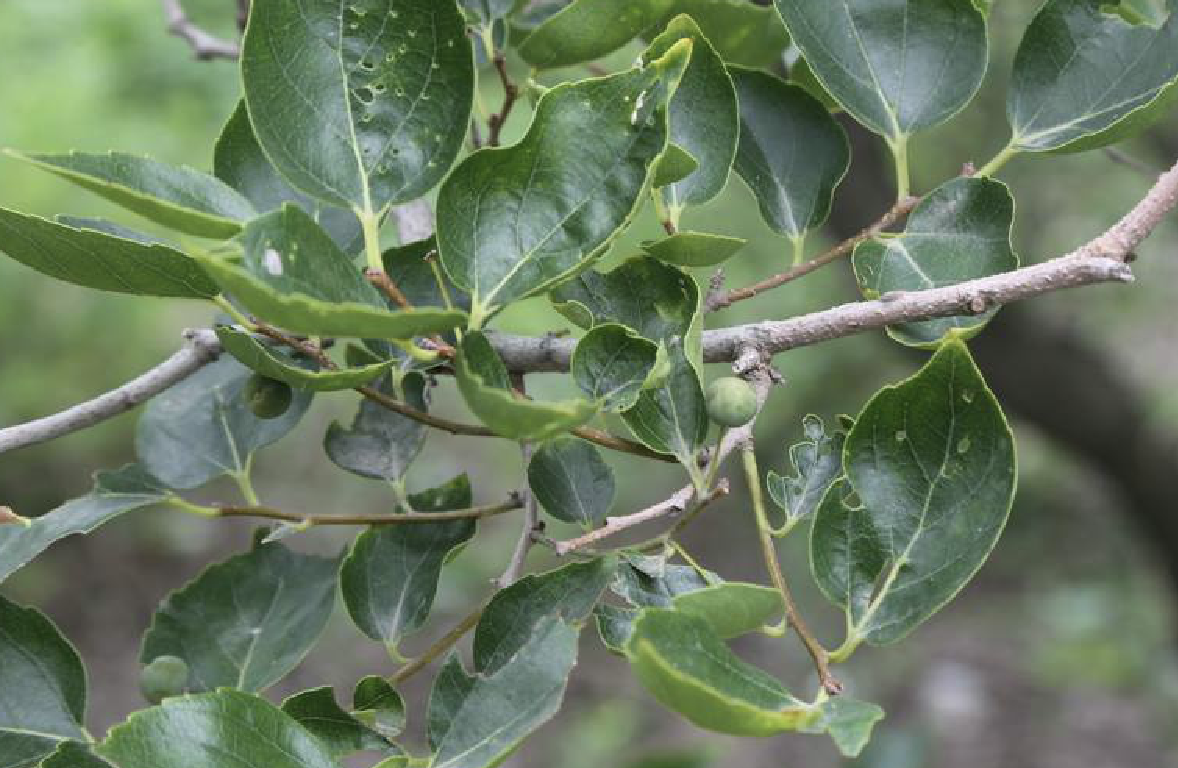  p>黑弹树(学名: i>celtis bungeana /i> bl.