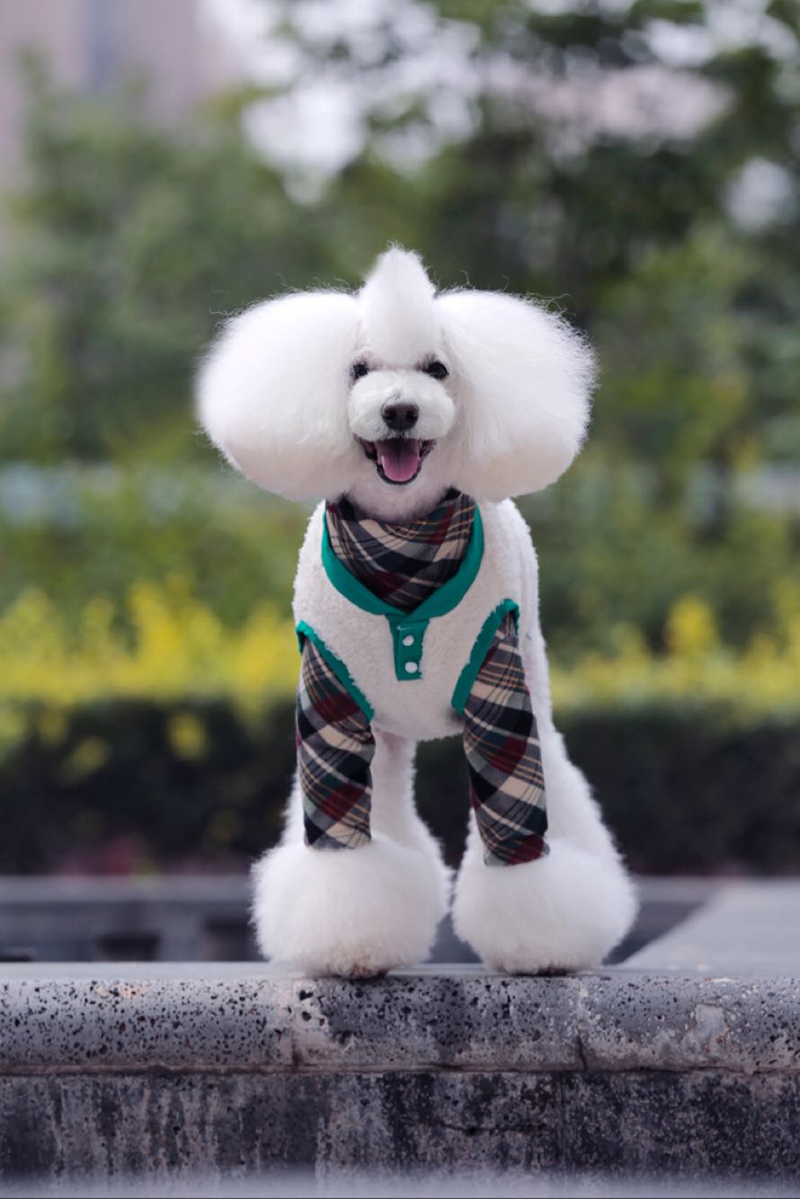  p>贵宾犬(poodle),也称"贵妇犬",又称"卷毛狗",在德语中,pudel是"
