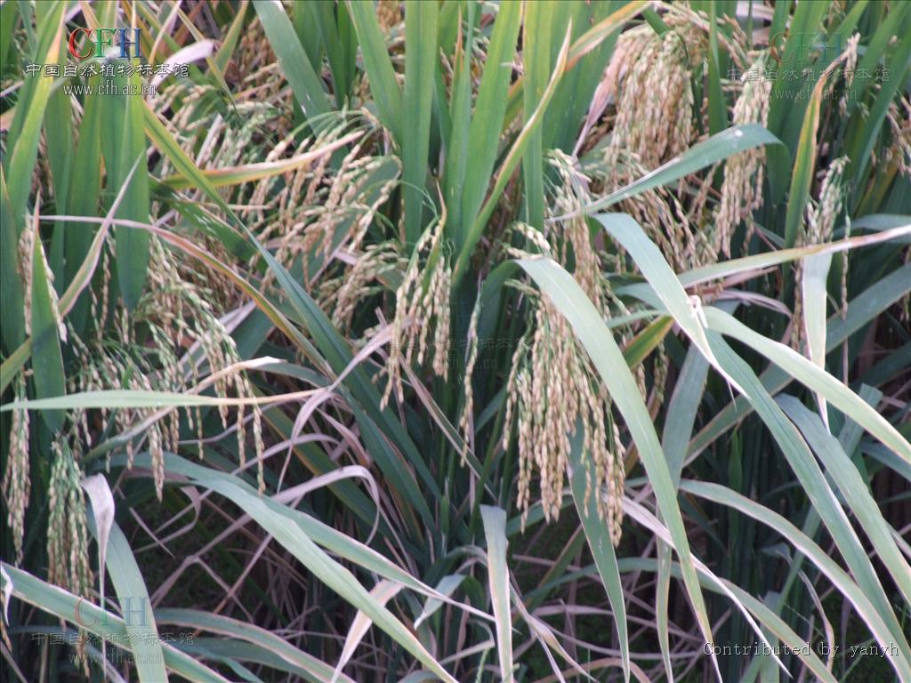 oryza