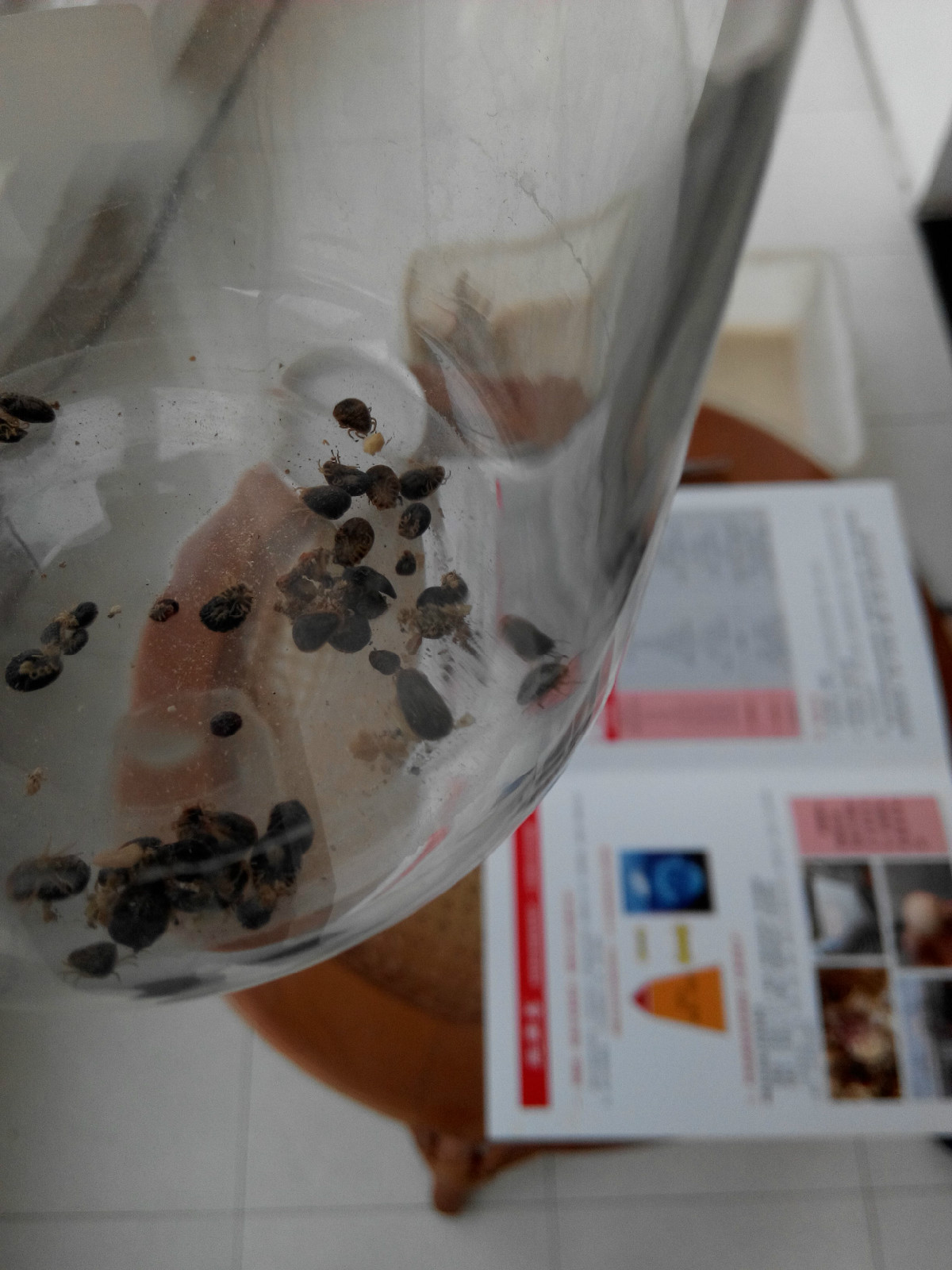 波斯锐缘蜱