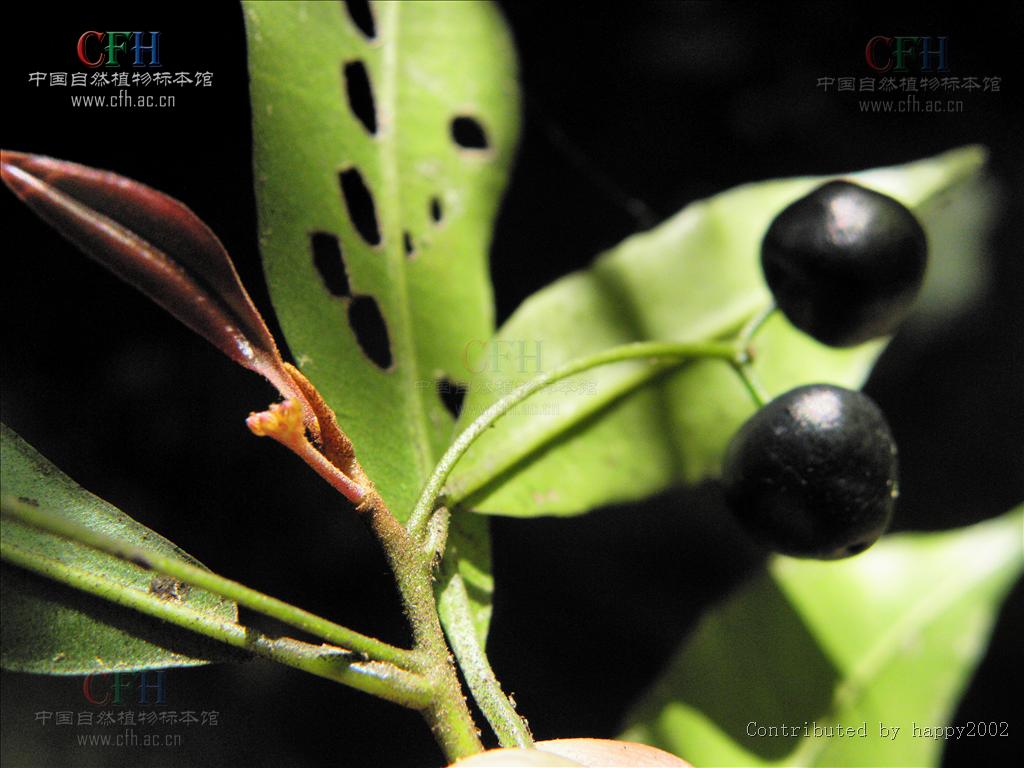 p>紫金牛,学名:ardisia japonica (thunb)blume,别名小青,矮茶,短脚