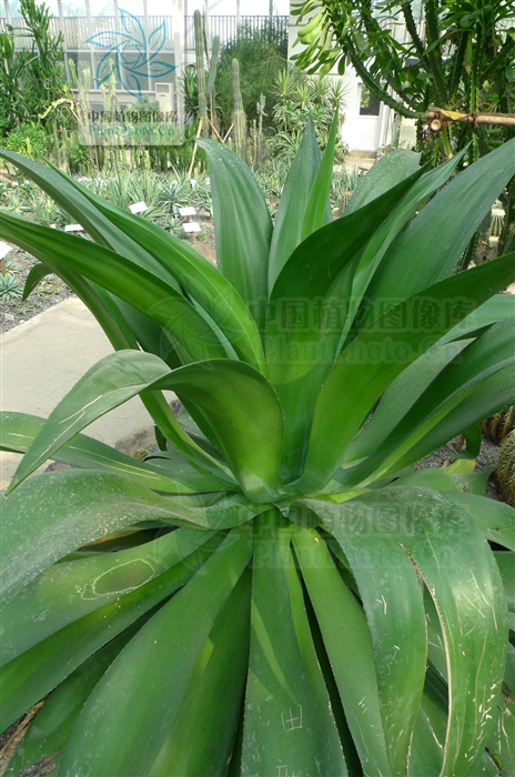  p>狐尾龙舌兰学名 a href="#" data-lemmaid="15202257">翠绿龙舌兰 