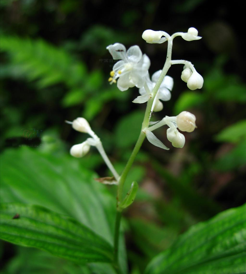  p>川杜若腊叶标本,该标本采集自重庆金佛山国家级自然保护区,采集