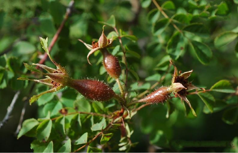  p>刺蔷薇(学名: i>rosa acicularis /i> lindl.