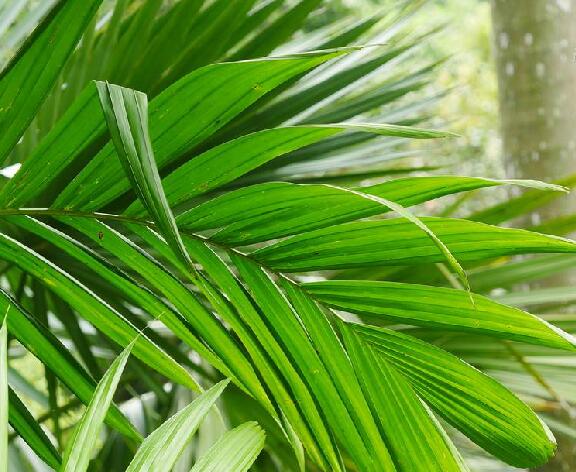 ex buch.-ham.)是棕榈科槟榔属植物.