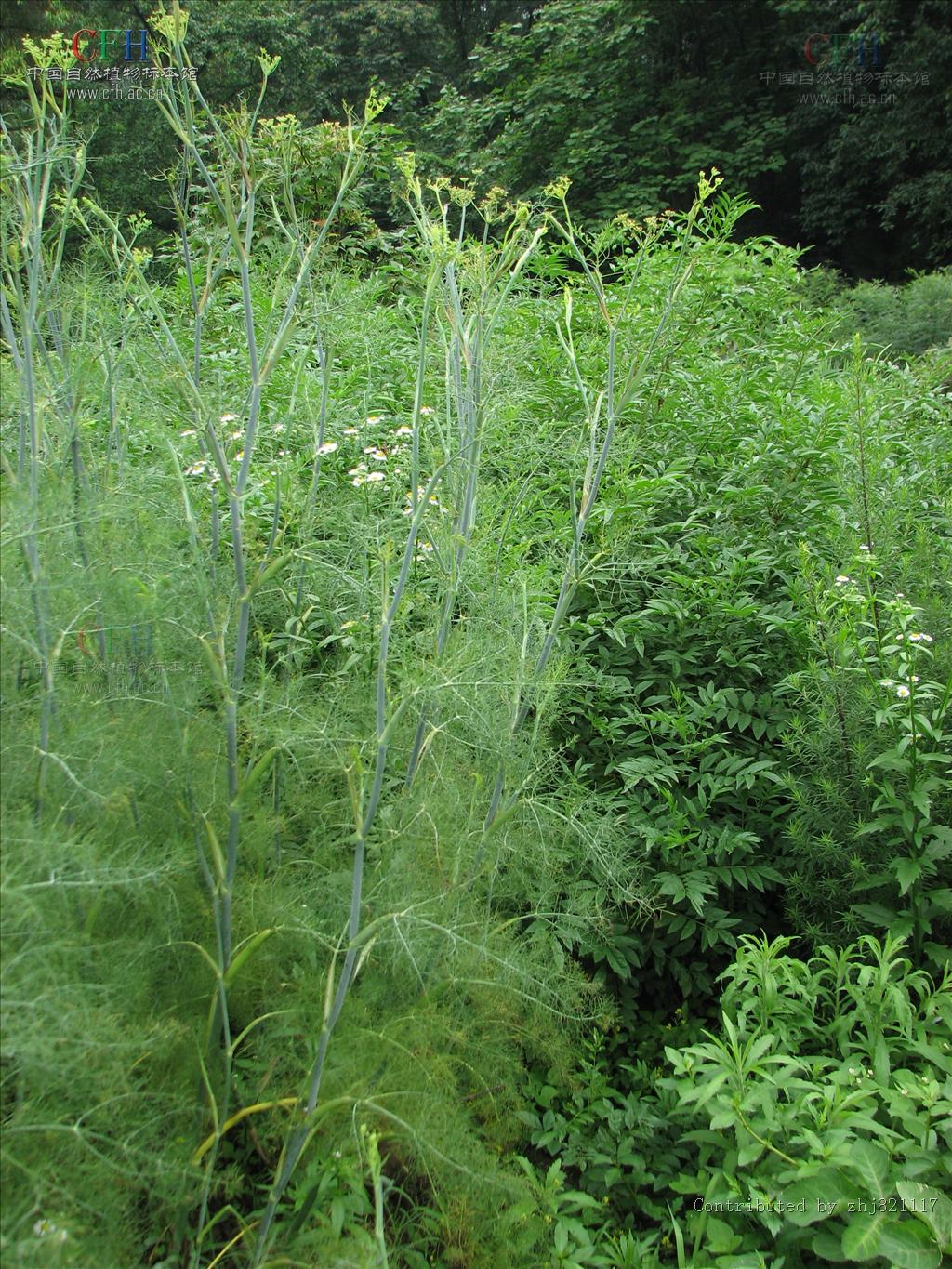  p>茴香属(学名: i>foeniculum /i>&nbsp;mill.