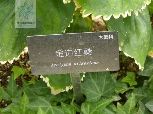 金边红桑海南个体_百度百科