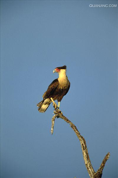  p>卡拉卡拉鹰 (caracara)亦称屍鹰(carrion hawk).