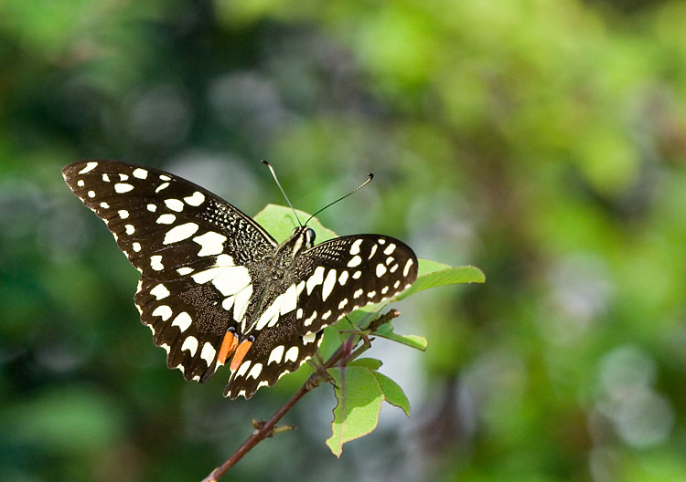  p>达摩凤蝶(papilio demoleus linnaeus蝴蝶)是一种常见的分布广泛的