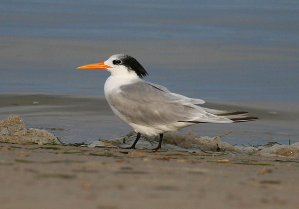 p>小凤头燕鸥(学名: i>thalasseus bengalensis /i>):是鸟纲,鸥科