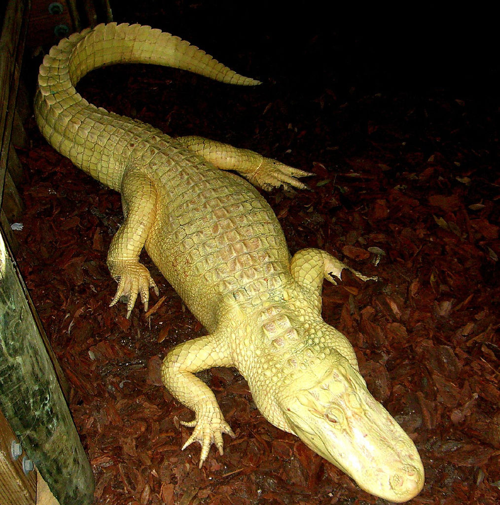  p>美国短吻鳄(学名: i>alligator mississippiensis /i>),又称密河鳄
