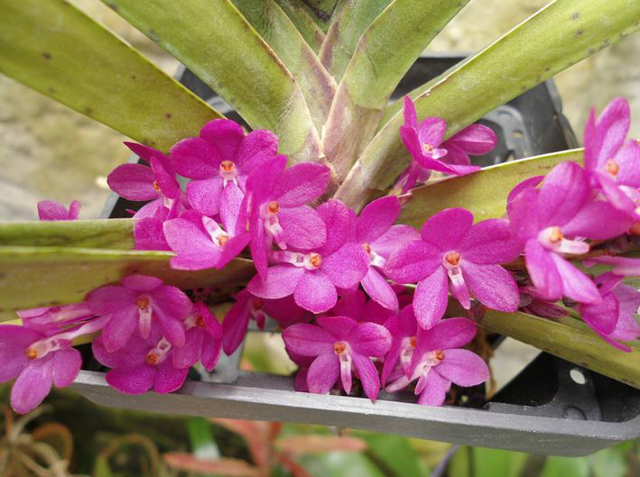  p>鸟舌兰(学名: i>ascocentrum ampullaceum  /i> (roxb.) schltr.