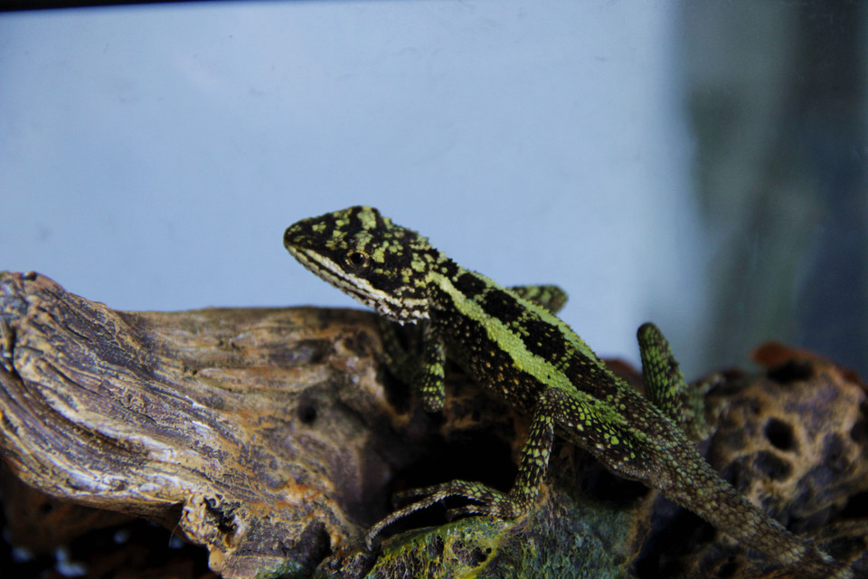 nbsp;anderson,1879,是脊索动物门,爬行纲,有鳞目,鬣蜥科,龙蜥属的一