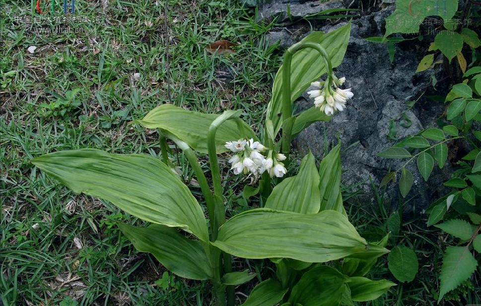  p>地宝兰(学名: i>geodorum densiflorum  /i>(lam.) schltr.