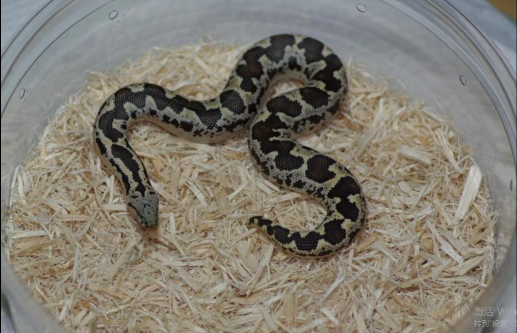 蚺和蟒的区别在于,蚺是 a target="_blank" href="/item/卵胎生/91984