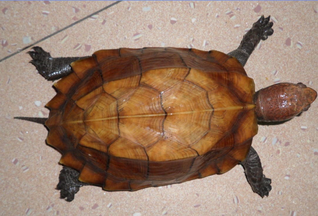 blank" href="/item/八角龟">八角龟俗名<a