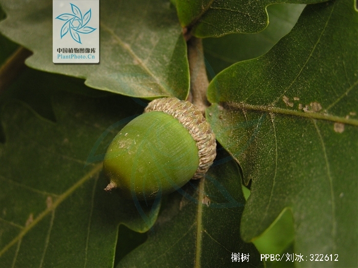 quercus dentata thunb.