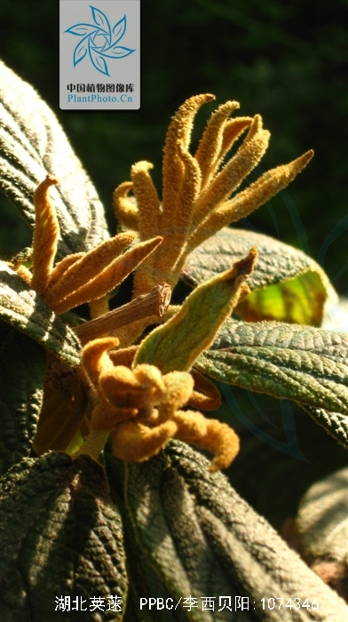 为 a href="#">五福花科 /a> a href="#">荚蒾属 /a>的植物,为中国的