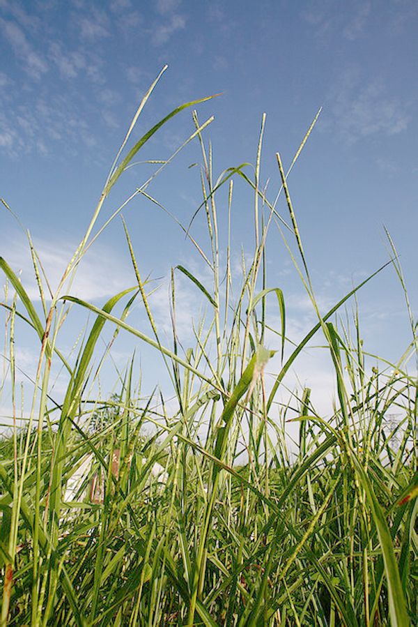  p>牛鞭草(学名: i>hemarthria altissima /i> (poir.) stapf et c.