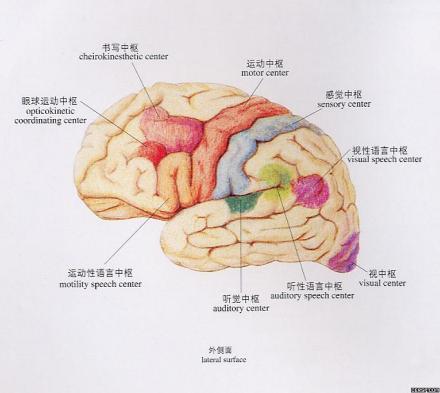 运动中枢_百度百科