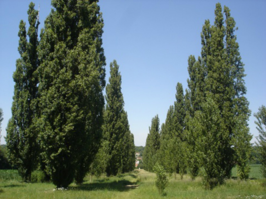 意大利杨树