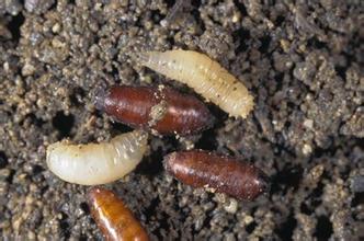 又称根蛆.分布在各国,危害作物种类多.