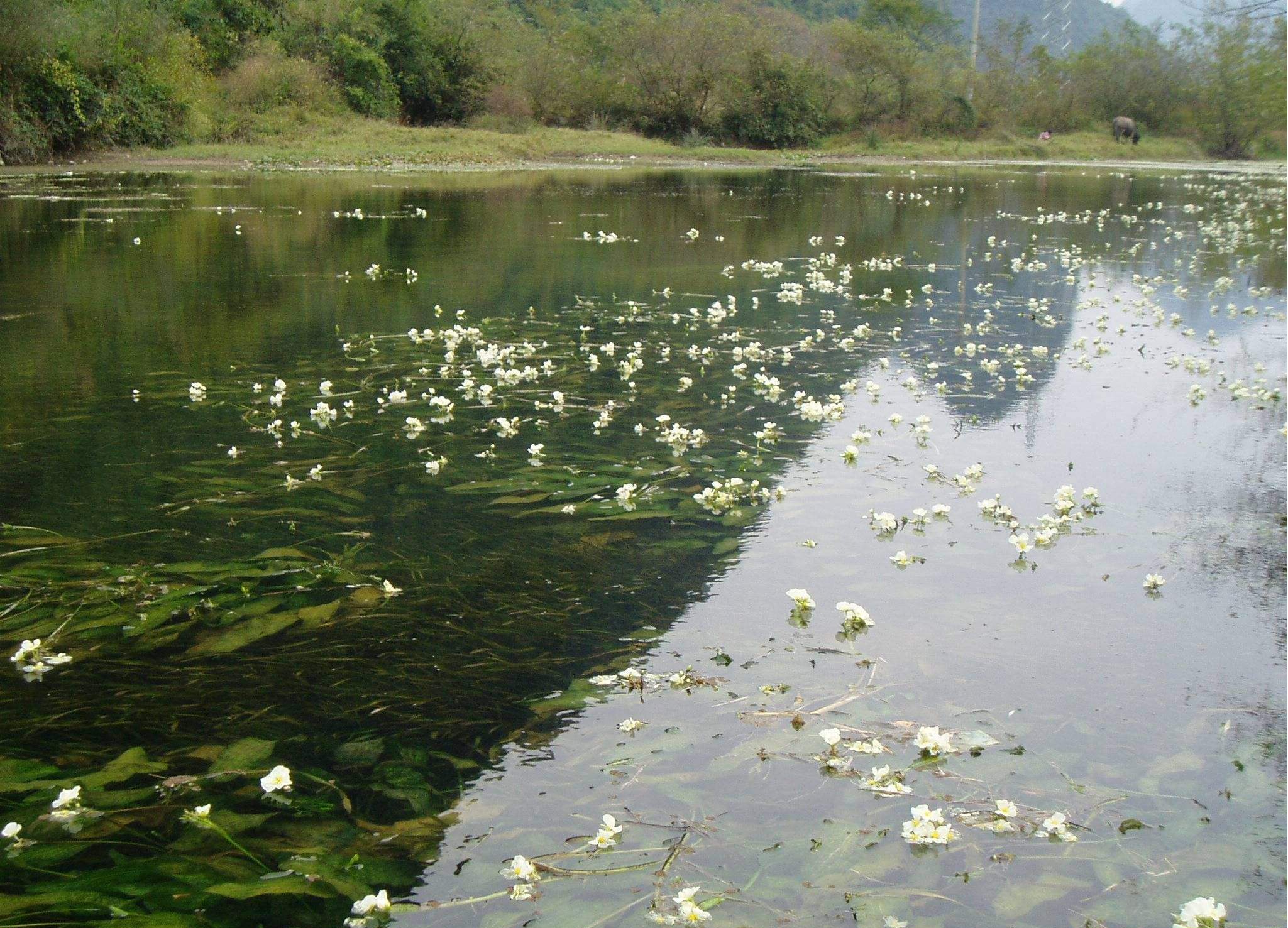 ottelia acuminata (gagnep.) dandy var. jingxiensis h. q. wang