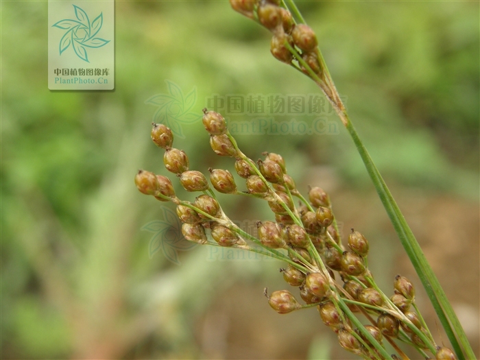  p>扁茎灯心草为 a href="#" data-lemmaid="14075437">扁茎组 /a>