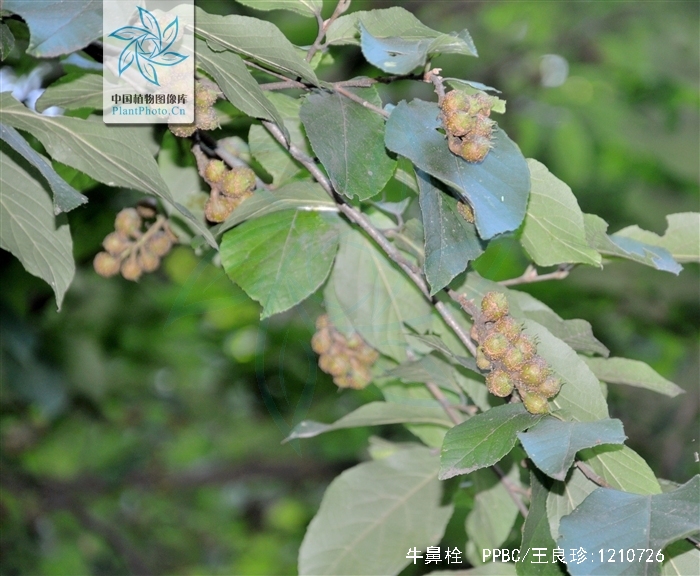 为金缕梅科植物牛鼻栓 i>fortunearia sinensis /i> rehd. et wils.