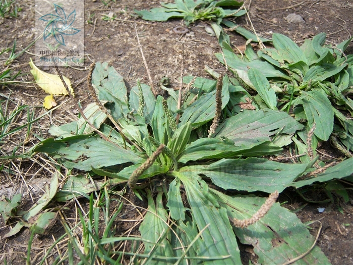  p>北车前,为 a href="#" data-lemmaid="2297624">车前科 /a>, a