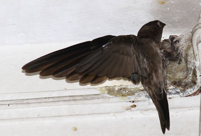  p data-id="go0cz5n1c2">爪哇金丝燕(学名