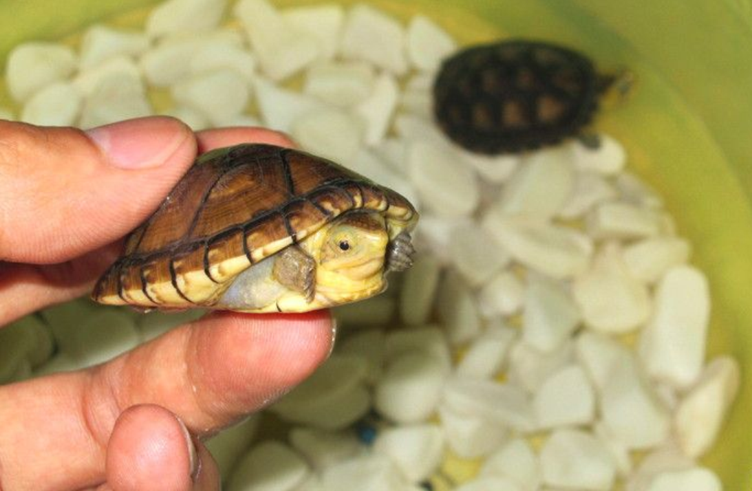 黄龟