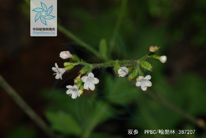 item/川续断科/2378161" data-lemmaid="2378161">川续断科 /a>植物 a