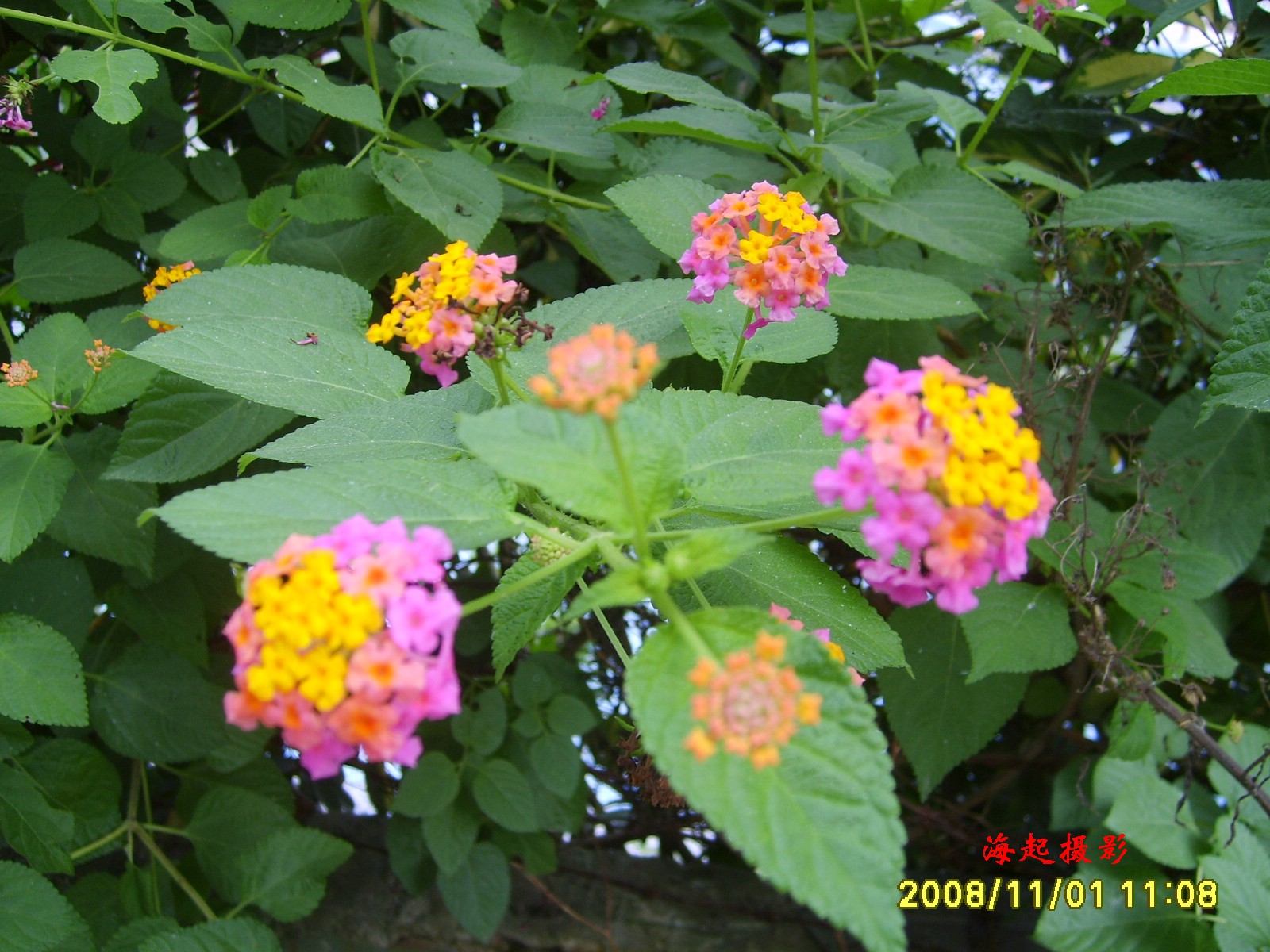  p>大花臭草(学名:melica komarovii luczn),多年生,须根细长.