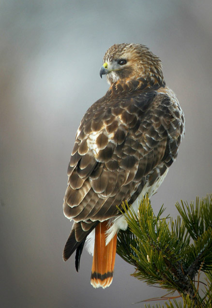  p>红尾鵟(学名: i>buteo jamaicensis /i>):是分布在北美的鵟属各种