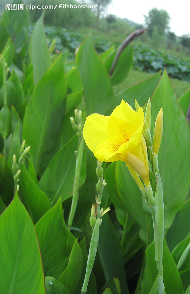 canna indica flava