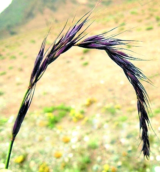 dinebra retroflexa (vahl) panz.