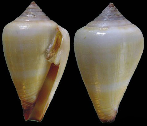 壳口狭窄且长,壳表有成长脉,螺脉,螺沟,颗粒和