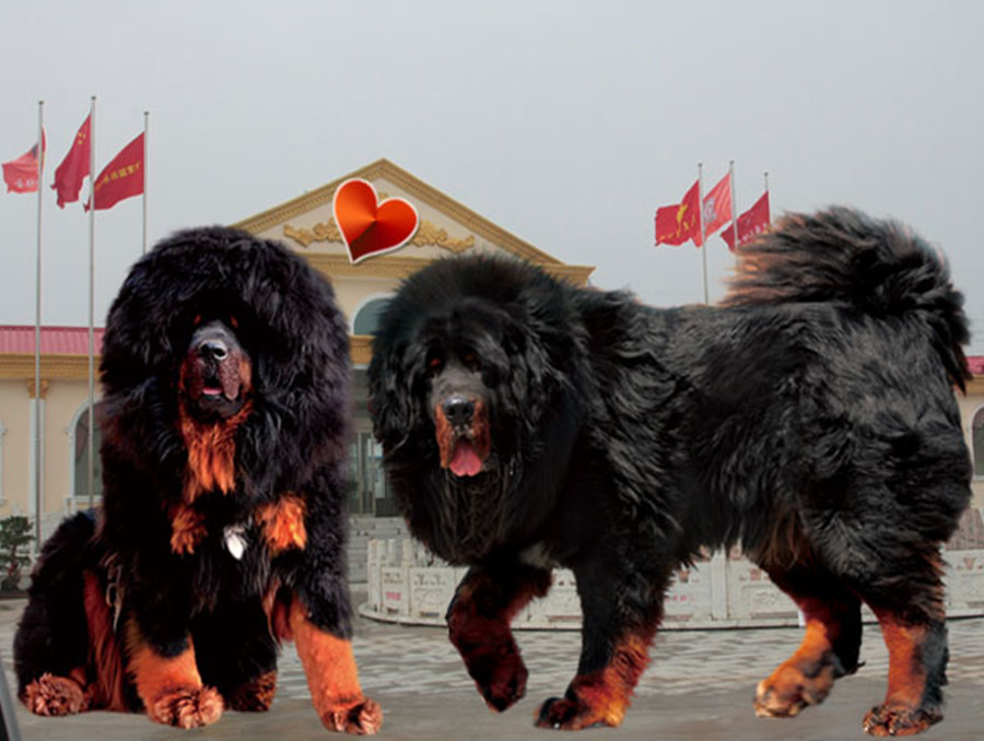 藏獒园
