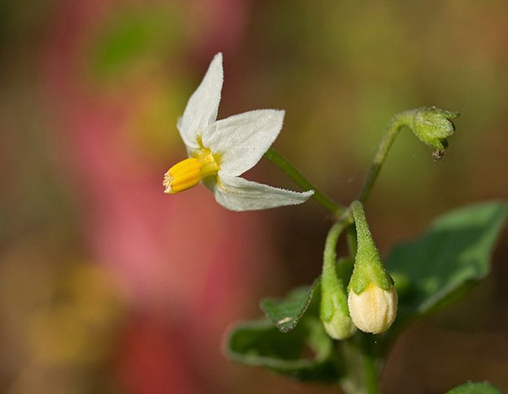  p>龙葵(学名: i>solanum nigrum /i> l.