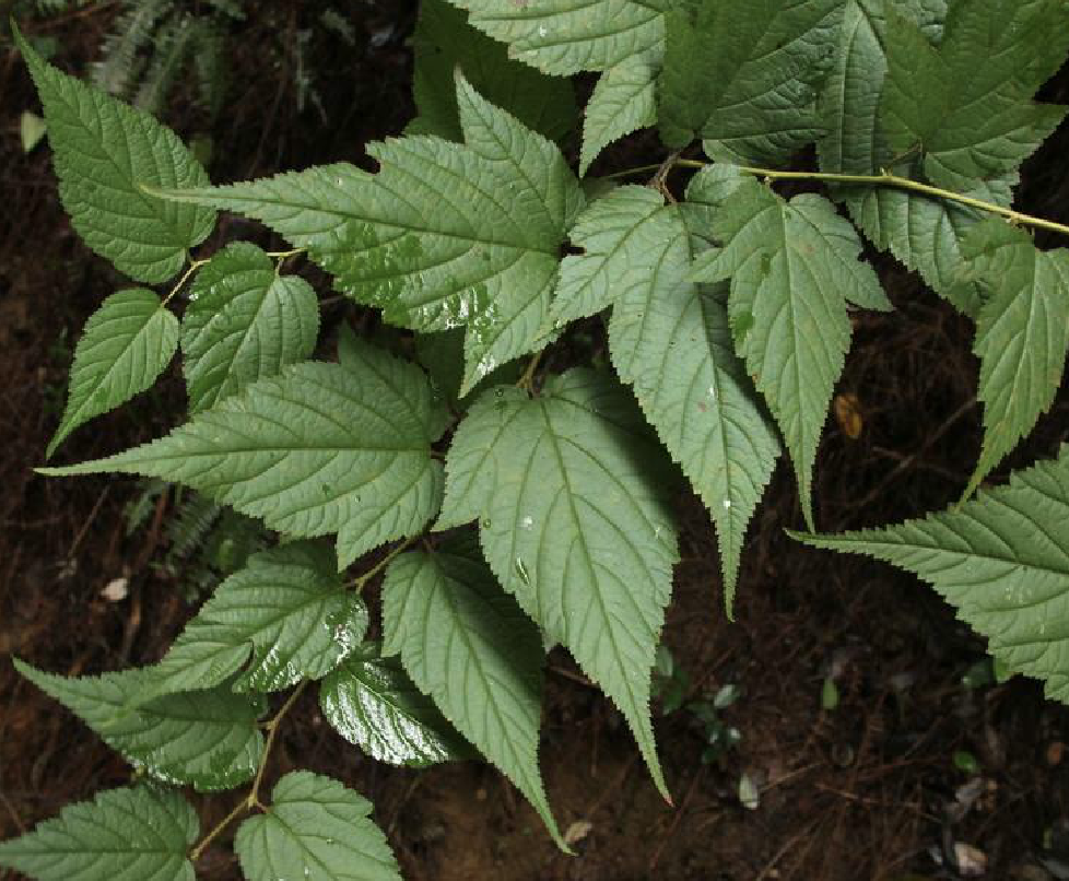  p>华空木(学名: i>stephanandra chinensis /i> hance)是 a target="