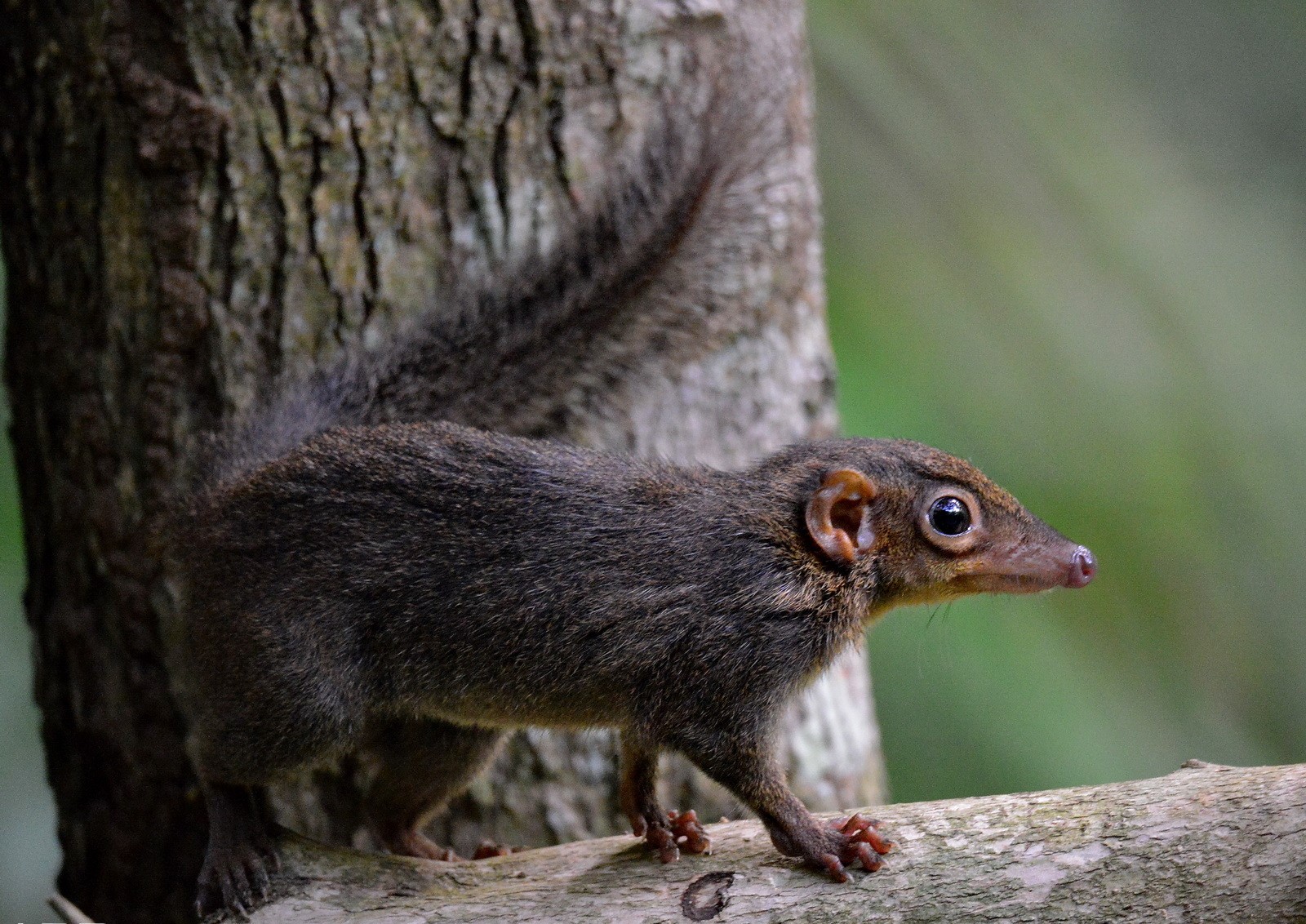  p>橙腹长吻松鼠(学名:dremomys lokriah)为 a target="_blank" href=