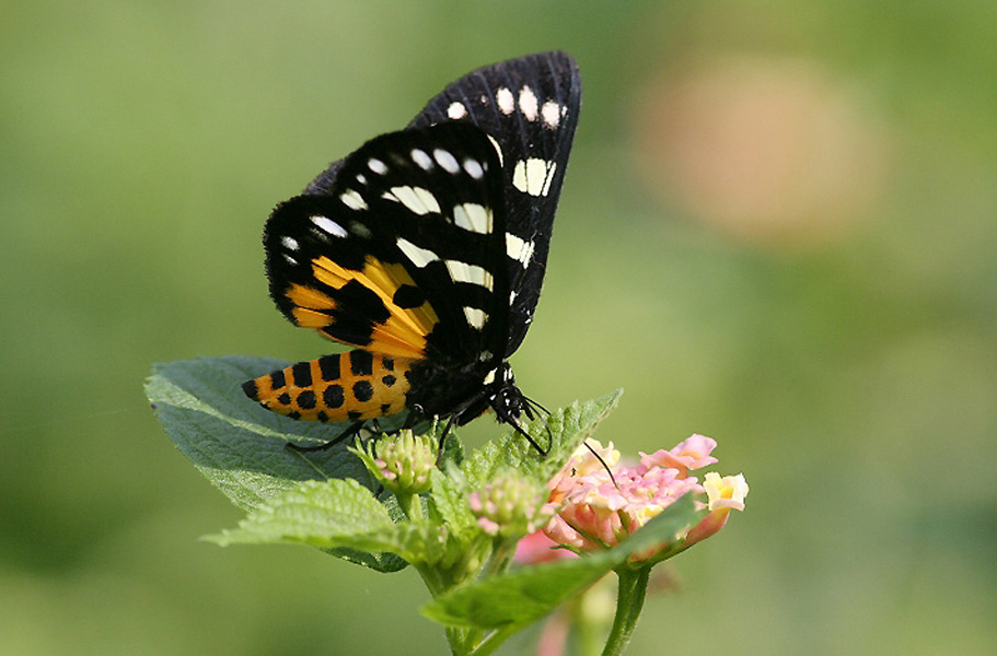 翅目 /a> a target="_blank" href="/item/虎蛾科">虎蛾科 /a>的通称