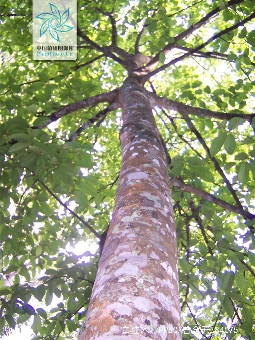  p>白桂木(学名: i>artocarpus hypargyreus  /i>hance)是桑科波罗蜜