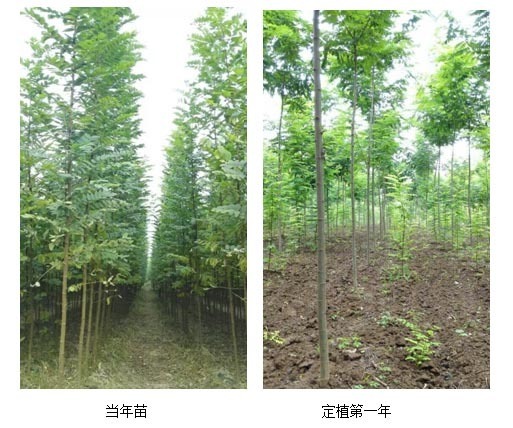 泓森槐项目可行性分