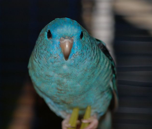 rhynchus lineola /i>,英文名:barred parakeet)是 a target="_blank"